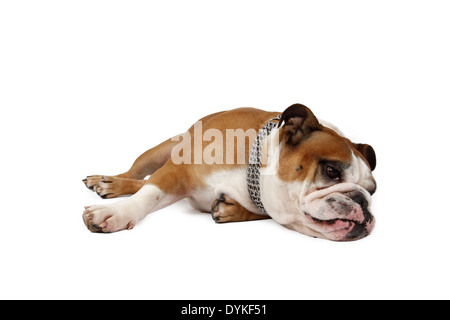 Englische Bulldogge, Canis Lupus F. Familiaris, englische Bulldogge Stockfoto