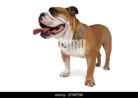 Englische Bulldogge, Canis Lupus F. Familiaris, englische Bulldogge Stockfoto