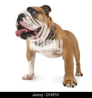 Englische Bulldogge, Canis Lupus F. Familiaris, englische Bulldogge Stockfoto