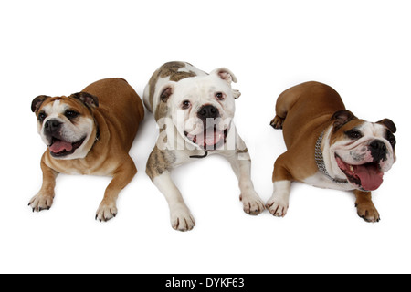 Englische Bulldogge, Canis Lupus F. Familiaris, englische Bulldogge Stockfoto