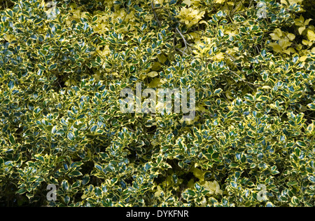 Goldenen König Holly verlässt: ein glänzend grünes Blatt mit gelbem Rand, natürlichen Hintergrund Stockfoto