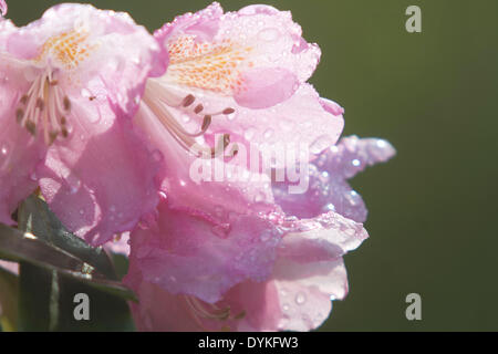 Wimbledon London UK. 21. April 2014. Rhododendron-Blüten bedeckt im Morgentau auf Wimbledon Common Credit: Amer Ghazzal/Alamy Live-Nachrichten Stockfoto