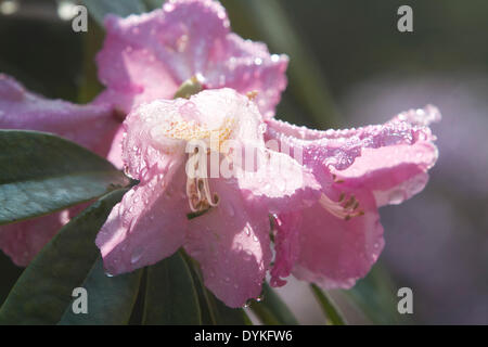 Wimbledon London UK. 21. April 2014. Rhododendron-Blüten bedeckt im Morgentau auf Wimbledon Common Credit: Amer Ghazzal/Alamy Live-Nachrichten Stockfoto