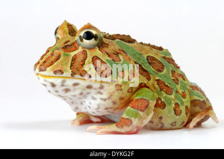 argentinische gehörnten Frosch, Frosch Pacman (Ceratophrys Ornata), zwei Personen nebeneinander sitzen Stockfoto