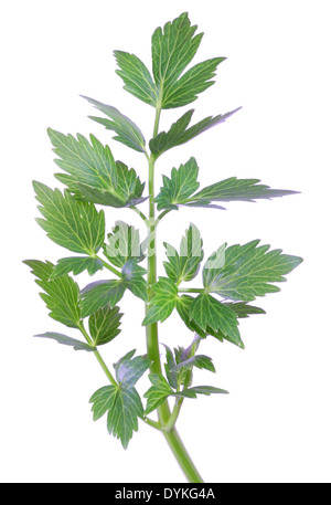 Garten Liebstöckel, Blase Samen (Levisticum Officinale), Laub, Blätter. Stockfoto