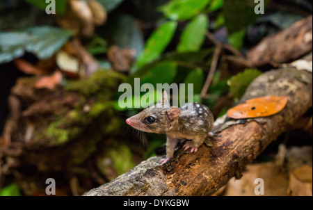 Winzige Joey in Northern Quoll (Dasyurus Hallucatus), Queensland, Australien Stockfoto