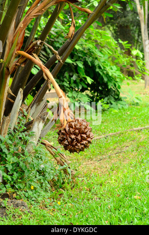 schöne Nipa Palme (Nypa Fruticans) im Garten von Thailand Stockfoto