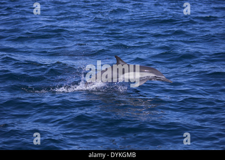 Kapdelfin (Delphinus Capensis) Springt, springen Stockfoto