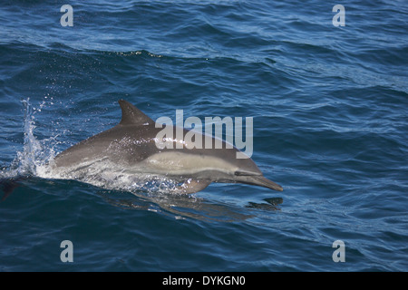 Kapdelfin (Delphinus Capensis) Springt, springen Stockfoto