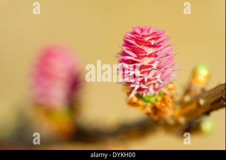 Junge Eisprung Zapfen der Lärche Baum Stockfoto