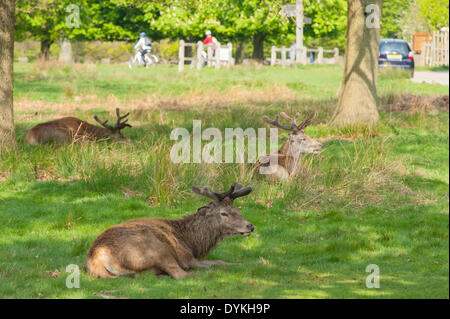 Richmond Park, London UK. 21. April 2014. Rote Hirsche mit dem Geweih Frühjahr ruhen in gefleckte Sonnenlicht Credit: Malcolm Park Leitartikel/Alamy Live-Nachrichten Stockfoto