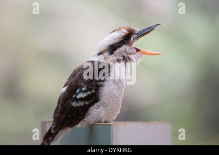 Laughing Kookaburra, Dacelo novaeguineae, Royal National Park, NSW, Australien Stockfoto