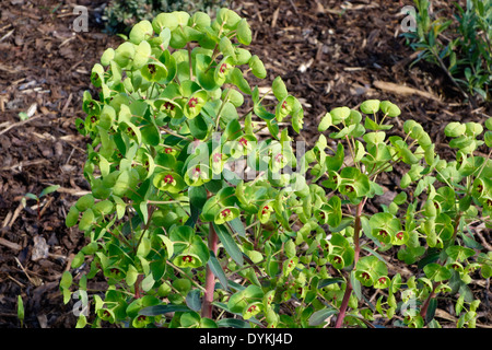 Euphorbia X martinii in Blüte Stockfoto