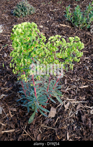 Euphorbia X martinii in Blüte Stockfoto