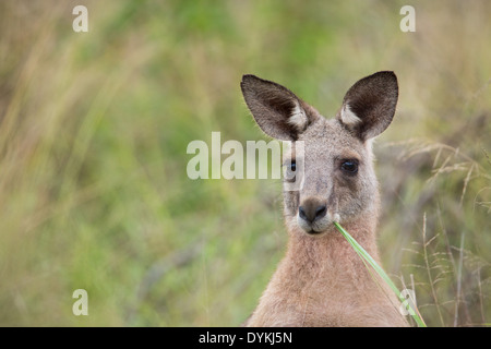 Östliche graue Känguru, Macropus Giganteus, Wollemi Nationalpark, New South Wales, Australien Stockfoto