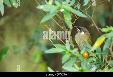 Lewins Honigfresser, Meliphaga Lewinii, sitzen in einem kleinen Baum, New-South.Wales, Australien Stockfoto