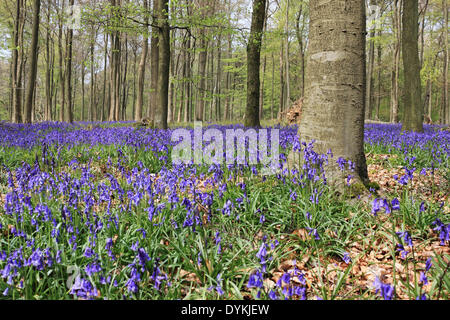 Weiß, Holz, nr Dorking, Surrey, England, Vereinigtes Königreich. 21. April 2014.  Die Glockenblumen sind in voller Blüte in diesem Wald auf den North Downs nahe Dorking, Surrey. Der blaue Teppich der traditionellen englischen Bluebells (Hyacinthoides non-Scripta) Aussehen großartig in der Sonne. Bildnachweis: Julia Gavin/Alamy Live-Nachrichten Stockfoto