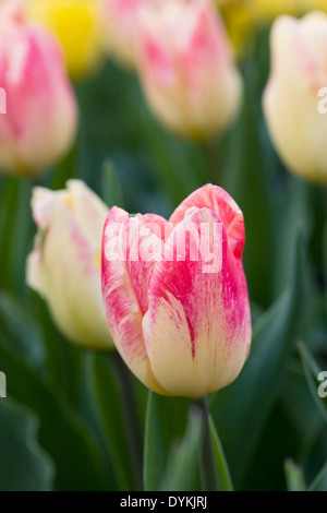 Tulipa 'Gleichgewicht der Farben"im Garten. Stockfoto