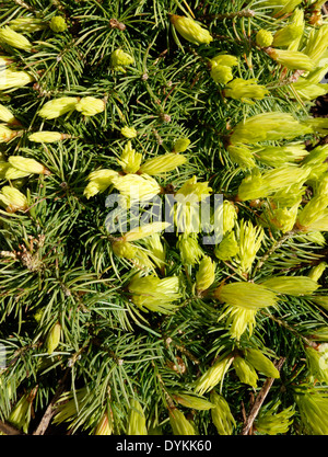 Picea Glauca 'Gänseblümchen weiß' im Frühjahr Stockfoto