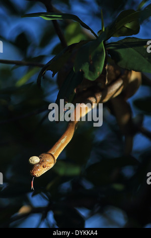 Ruschenberg's Tree Boa (Corallus ruschenbergeri) mit Häkchen auf dem Kopf Stockfoto