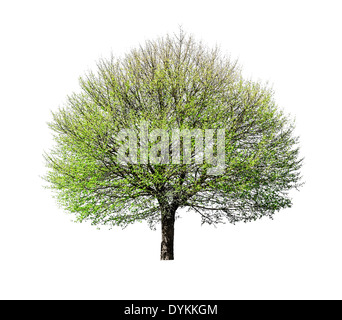 Baum auf einem leeren weißen Hintergrund isoliert Stockfoto