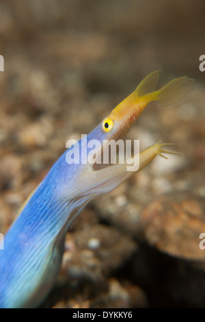 Multifunktionsleisten Sie-Aal (Rhinomuraena Quaesita) männlichen peering aus seinem Loch in der Lembeh-Strait aus Nord-Sulawesi, Indonesien. Stockfoto