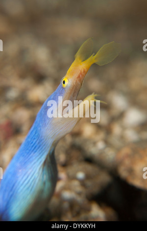 Multifunktionsleisten Sie-Aal (Rhinomuraena Quaesita) männlichen peering aus seinem Loch in der Lembeh-Strait aus Nord-Sulawesi, Indonesien. Stockfoto