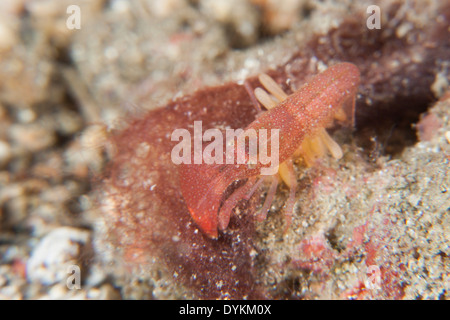 Algen-Rohr fangen Garnelen (Alpheus Frontalis) in der Lembeh-Strait aus Nord-Sulawesi, Indonesien. Stockfoto