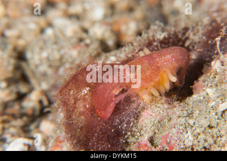 Algen-Rohr fangen Garnelen (Alpheus Frontalis) in der Lembeh-Strait aus Nord-Sulawesi, Indonesien. Stockfoto