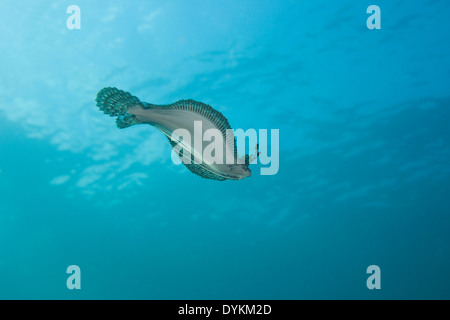 Peacock Flunder (Bothus Mancus) schwimmen in der Lembeh-Strait aus Nord-Sulawesi, Indonesien. Stockfoto