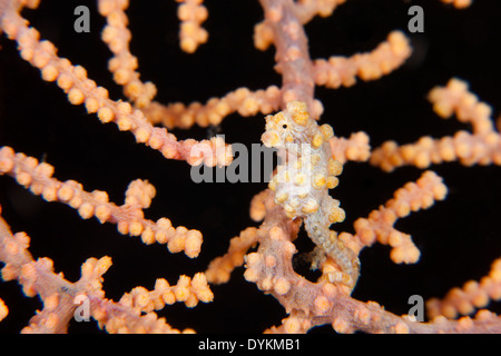 Bargibant Pygmäen-Seepferdchen (Hippocampus Bargibanti), gelbe Phase, auf einem Gorgonien Gorgonien (Muricella sp.) Stockfoto