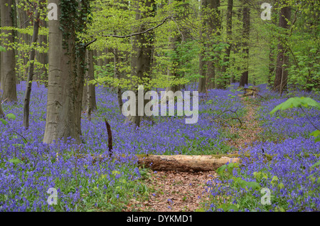 Europäische Buchenwälder mit Glockenblumen, Hallerbos, Halle, Flämisch-Brabant, Flandern, Belgien Stockfoto