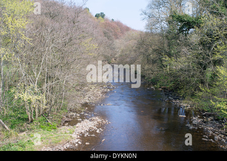 Der Fluss Derwent gesehen in Allensford, Nord-Ost England UK Stockfoto
