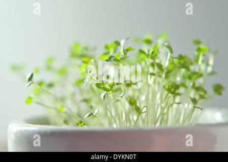 Rucola oder entnimmt Sativa Nachkommen Gewächshausansaat, schließen sich kurz mit selektiven Fokus. Stockfoto