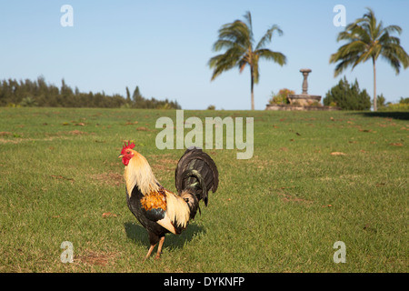 Wilde Hahn (Gallus Gallus Domesticus) Stockfoto