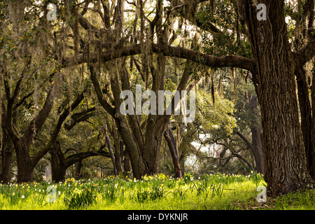 Alte Eichen Bäume bedeckt in spanischem Moos an der Botany Bay, Edisto Island, South Carolina. Stockfoto