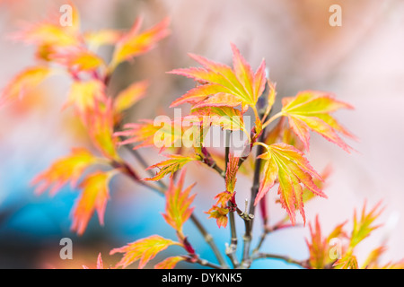 Neue japanische Ahornblatt im Frühjahr Stockfoto