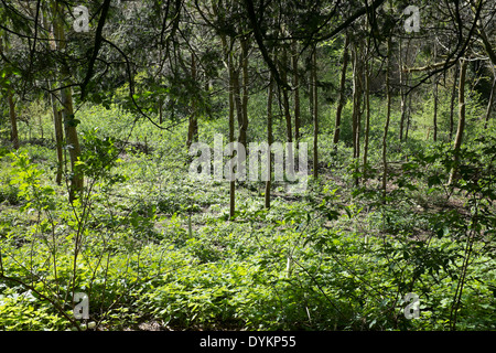 Die alten Beerdigung Boden Drew Teich Holz in der Nähe von Devizes Stockfoto