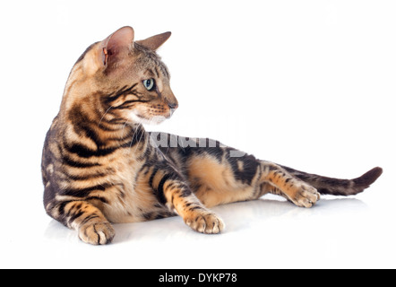 Porträt von eine reinrassige Bengalkatze auf weißem Hintergrund Stockfoto