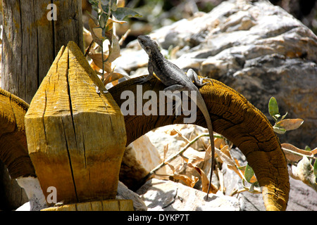 Laudakia tuberculata Stockfoto