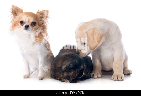 exotisch Kurzhaarkatze und Hunde vor weißem Hintergrund Stockfoto