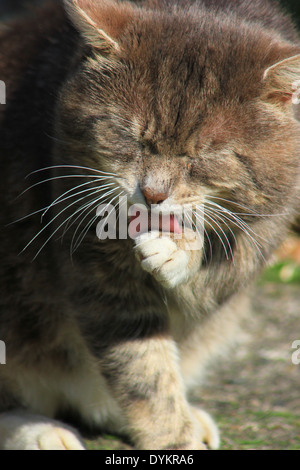 Tabby Katze leckt Pfote im Garten Stockfoto