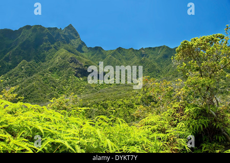 IAO Valley State Park auf Maui Hawaii Stockfoto