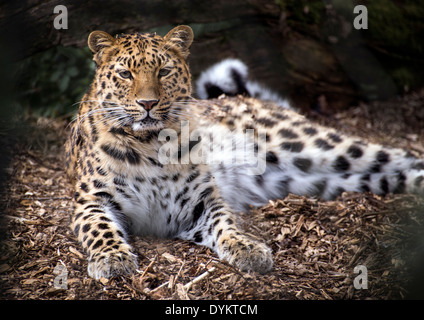 Weibliche Amur-Leopard, liegend, Blick in Richtung Kamera Stockfoto