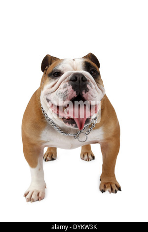 Englische Bulldogge, Canis Lupus F. Familiaris, englische Bulldogge Stockfoto