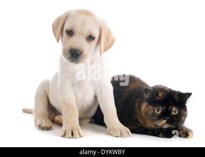 exotisch Kurzhaar Katze und Hund Labrador Retriever vor weißem Hintergrund Stockfoto