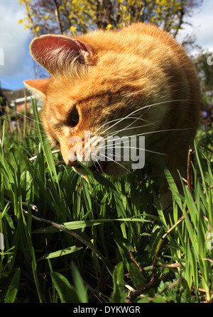 Ingwer Katze essen Rasen im Garten Stockfoto