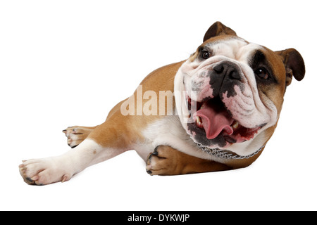 Englische Bulldogge, Canis Lupus F. Familiaris, englische Bulldogge Stockfoto