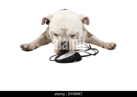 Englische Bulldogge, Canis Lupus F. Familiaris, englische Bulldogge Stockfoto