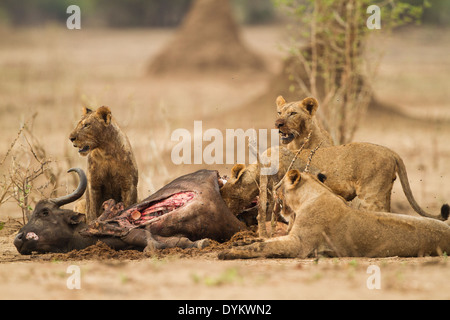 Löwen-Fütterung auf afrikanischer Büffel töten Stockfoto